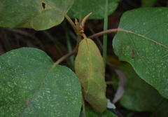 Gmelina fasciculiflora