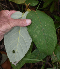 Gmelina fasciculiflora