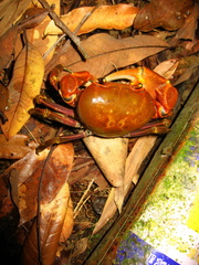 Nanhaipotamon formosanum