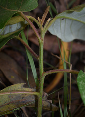 Gmelina fasciculiflora