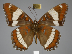 Limenitis arthemis rubrofasciata
