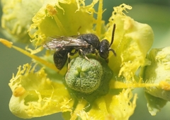 Hylaeus punctatus