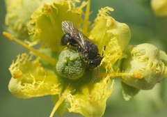 Hylaeus punctatus