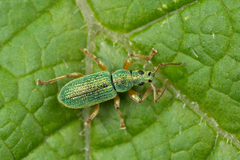 Phyllobius