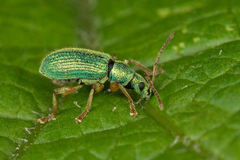 Phyllobius