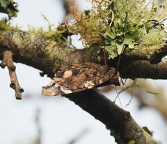 Vanessa atalanta atalanta