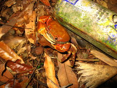 Nanhaipotamon formosanum