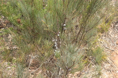 Allocasuarina pusilla