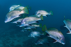 Sciaena umbra