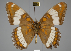 Limenitis arthemis rubrofasciata