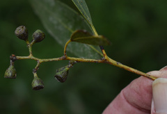 Eucalyptus crebra