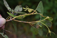 Eucalyptus crebra