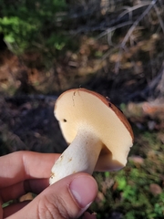 Suillus brevipes