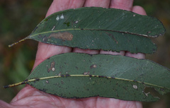 Eucalyptus crebra