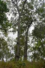 Eucalyptus crebra