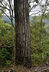 Eucalyptus crebra