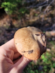 Suillus brevipes