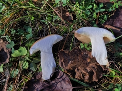 Suillus brevipes