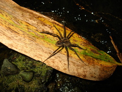Dolomedes mizhoanus