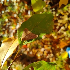 Erannis tiliaria