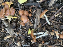 Psilocybe cyanescens