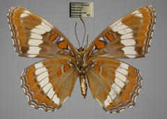 Limenitis arthemis rubrofasciata