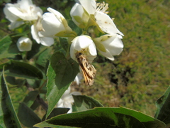 Hylephila fasciolata