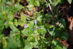 Clinopodium