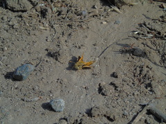 Hylephila fasciolata