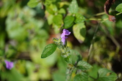 Clinopodium