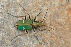 Cicindela desertorum