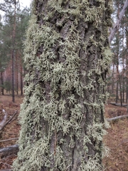 Evernia prunastri