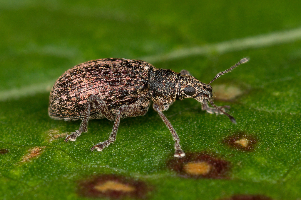 Polydrusus rufulus