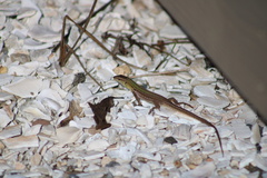 Podarcis siculus campestris