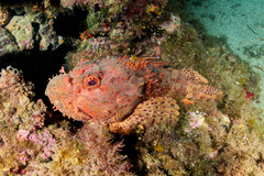 Scorpaena scrofa