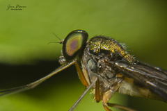 Rhagionidae
