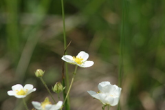 Drymocallis rupestris