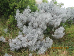 Artemisia arborescens