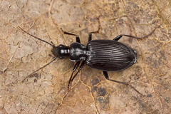 Platynini