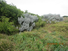 Artemisia arborescens