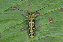 Saperda scalaris
