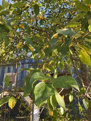 Magnoliopsida
