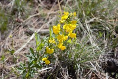 Thermopsis montana