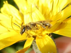 Lasioglossum pilosum