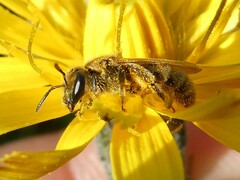 Lasioglossum pilosum