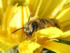 Lasioglossum pilosum