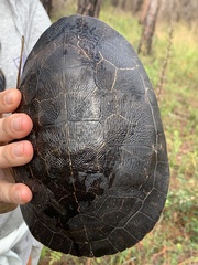 Deirochelys reticularia
