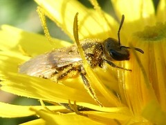 Lasioglossum pilosum