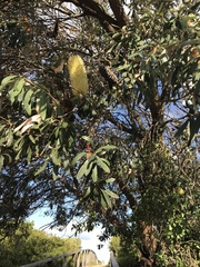 Banksia integrifolia