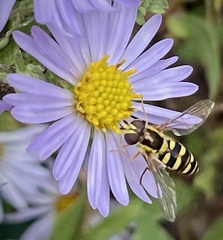 Epistrophella emarginata